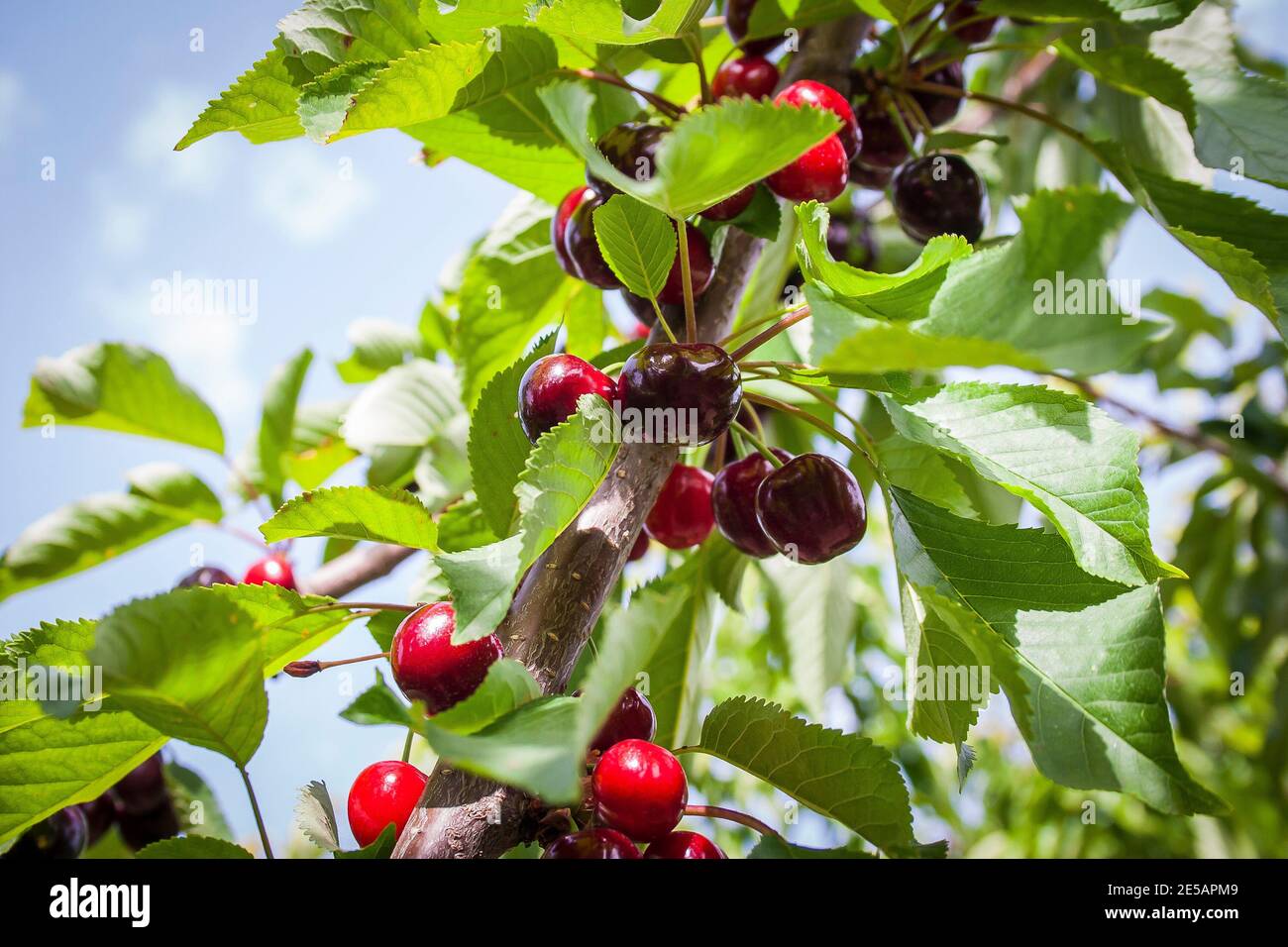Ripe Bulgarian cherries on a branch in a chery orchard, Bulgaria Stock Photo