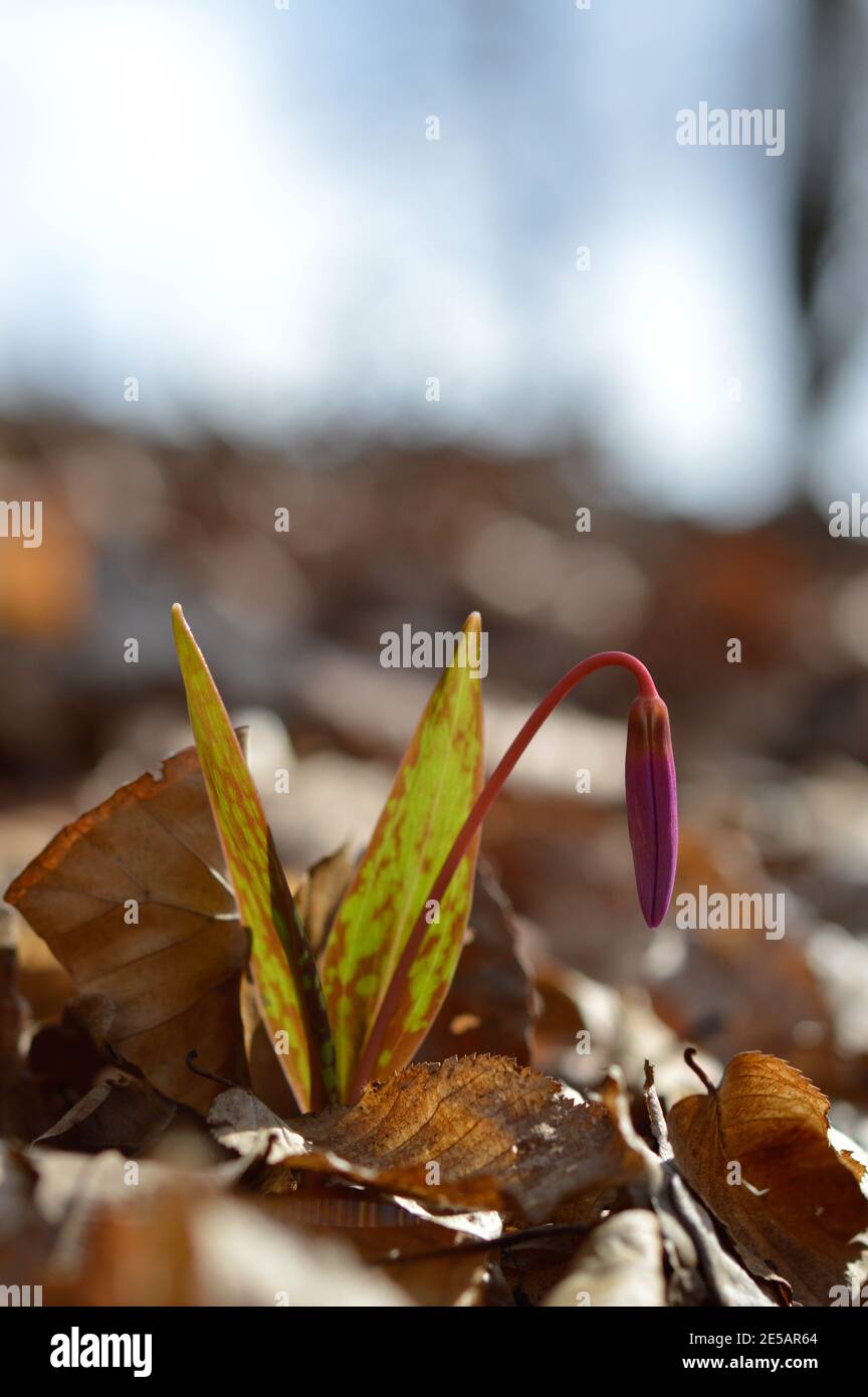 Erythronium dens-canis, Dog's tooth violet, Fawn lilies bud. Early pink, purple wildflower ready to bloom. Stock Photo