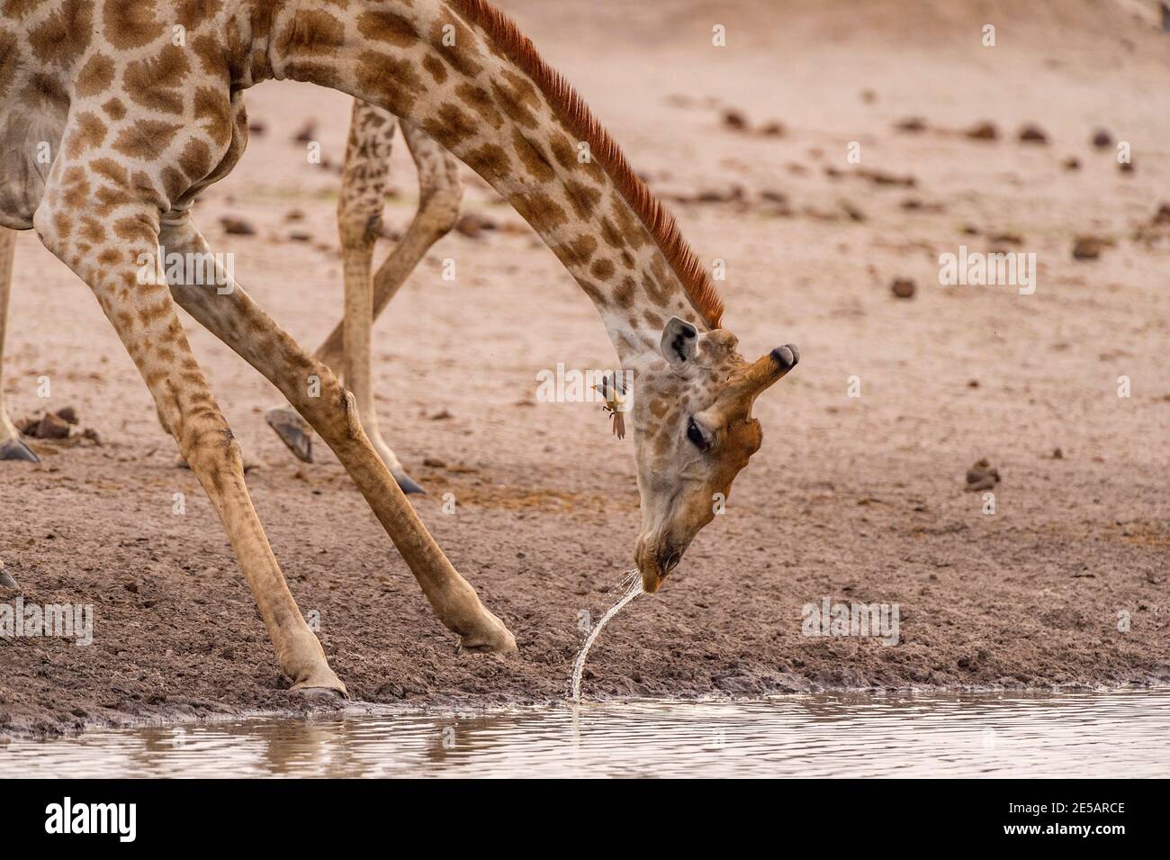 A Giraffe, Giraffa camelopardalis giraffa, seen drinking in Zimbabwe's Hwange National Park. Stock Photo