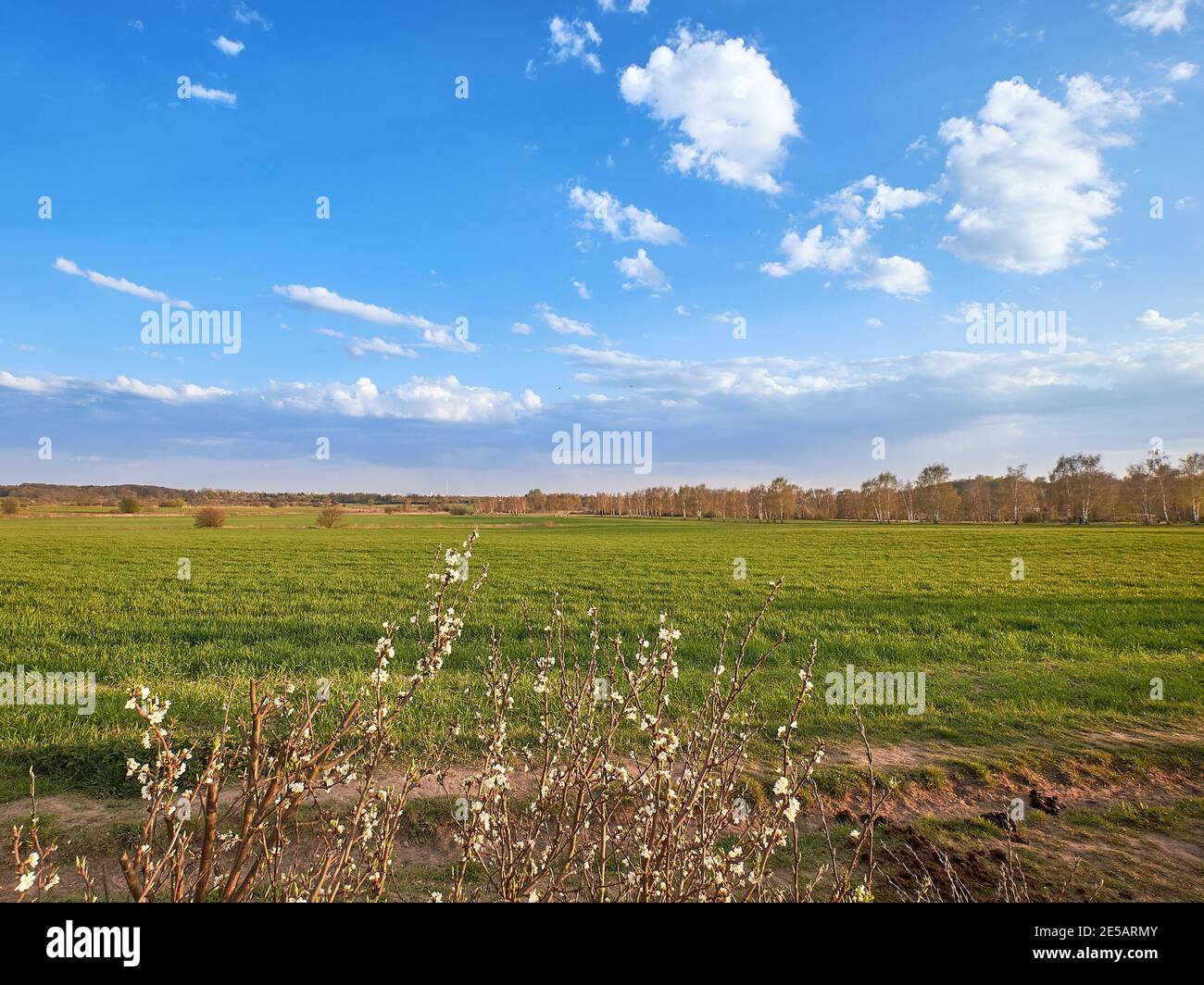Springtime field with planted crop. Agricultural farmland, countryside in Brandenburg by Berlin, Germany. Stock Photo