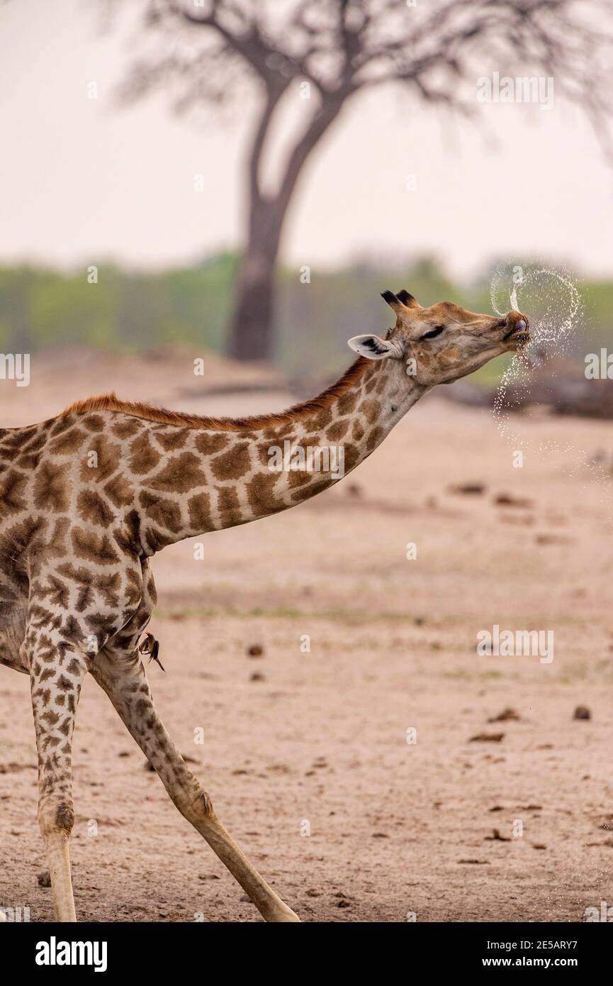 A Giraffe, Giraffa camelopardalis giraffa, seen drinking in Zimbabwe's Hwange National Park. Stock Photo
