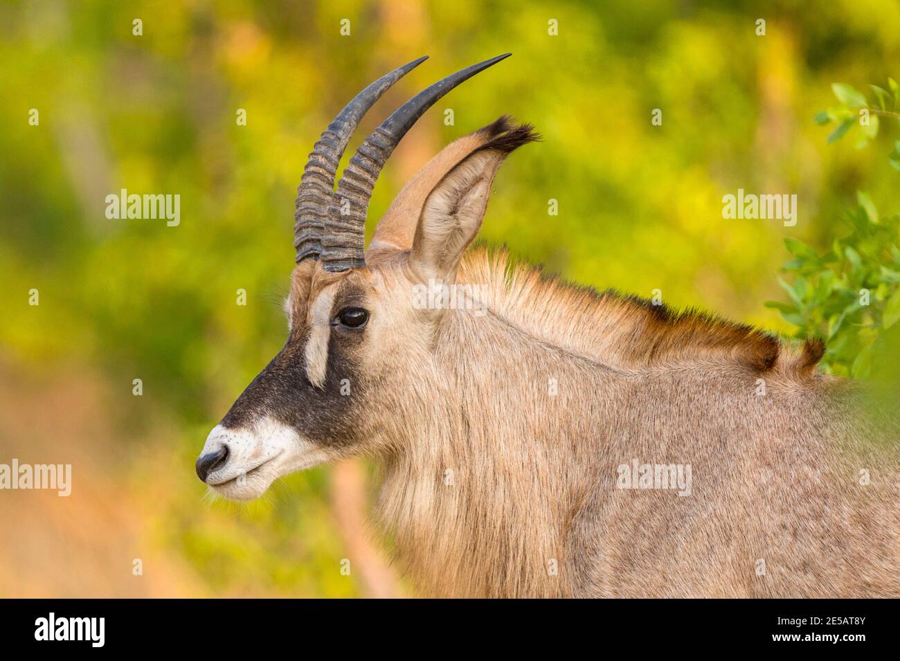 A close portrait of a male Roan Antelope Hippotragus equinus in Zimbabwe's Hwange National Park. Stock Photo