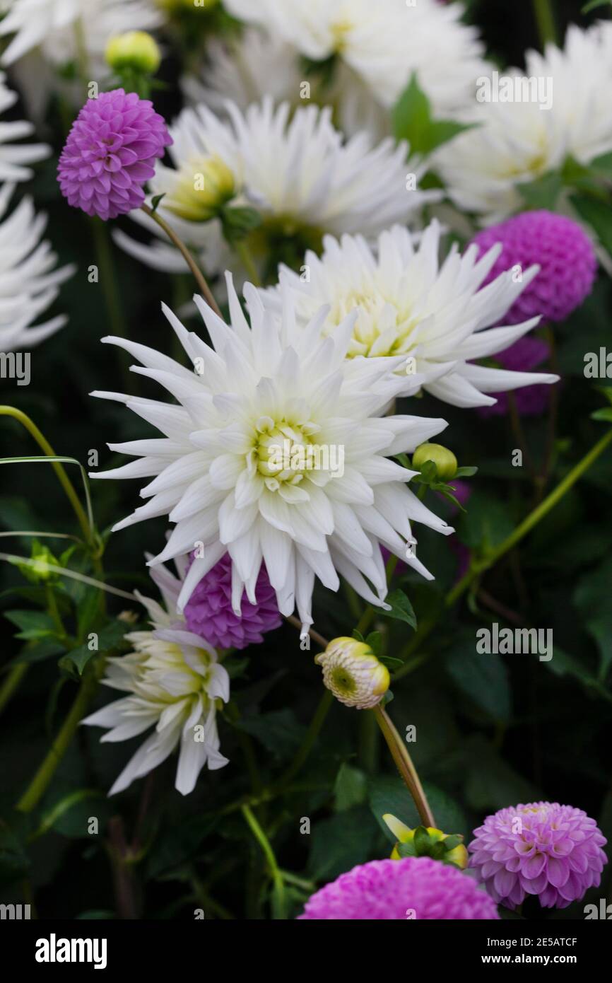 Dahlia My Love High Resolution Stock Photography and Images - Alamy