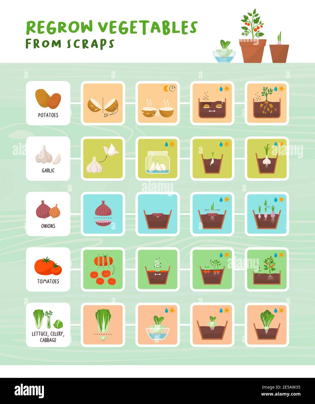 Regrow vegetables from scraps infographic: home gardening, zero waste and organic healthy food concept Stock Vector