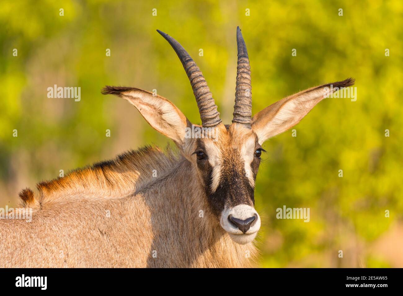 A close portrait of a male Roan Antelope Hippotragus equinus in Zimbabwe's Hwange National Park. Stock Photo