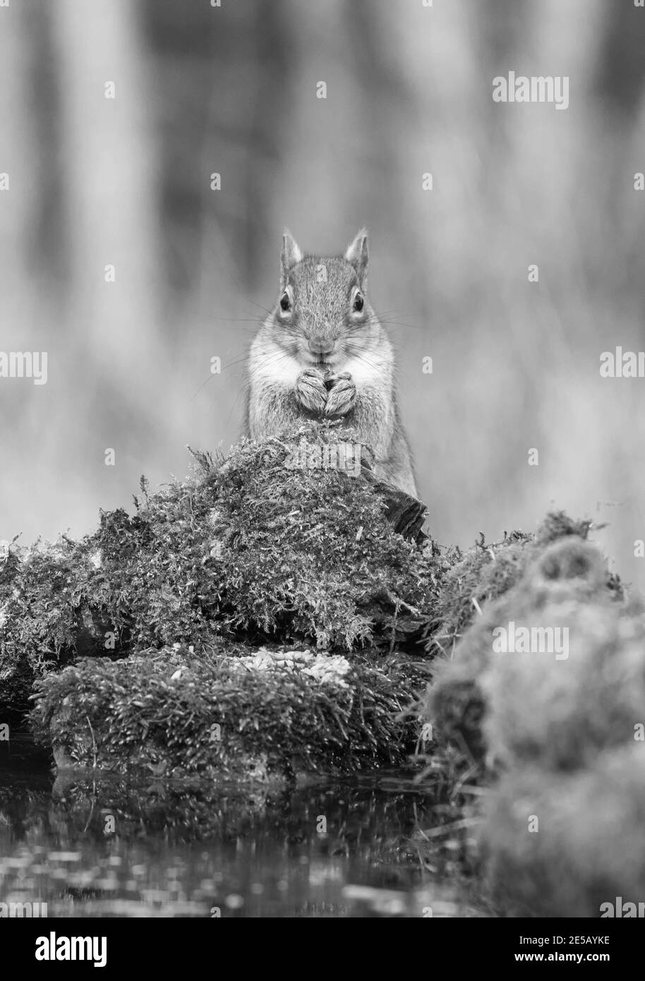 Gray squirrel (Sciurus carolinensis) sat on moss mound, Shrewsbury UK. March 2020 Stock Photo