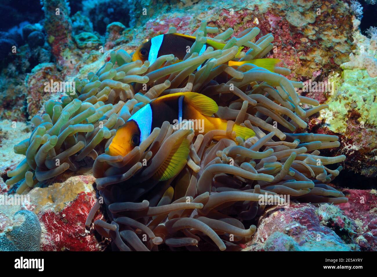 Amphiprion bicinctus, red sea anemonefish, red sea clownfish, Rotmeer-Anemonenfisch, Coraya Beach, Rotes Meer, Ägypten, Red Sea, Egypt Stock Photo