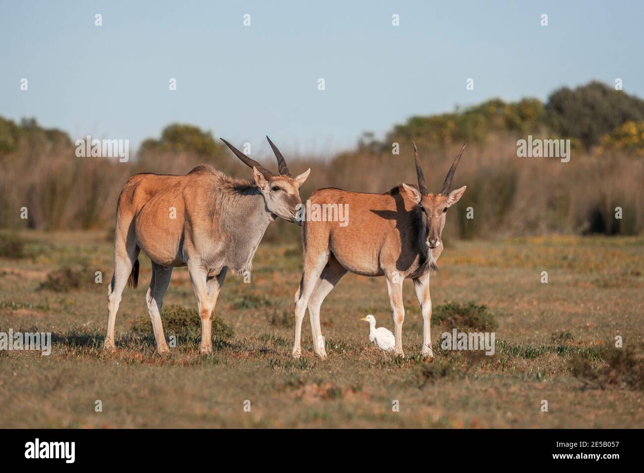 Eland (Taurotragus oryx), De Hoop nature reserve, Western Cape, South Africa Stock Photo