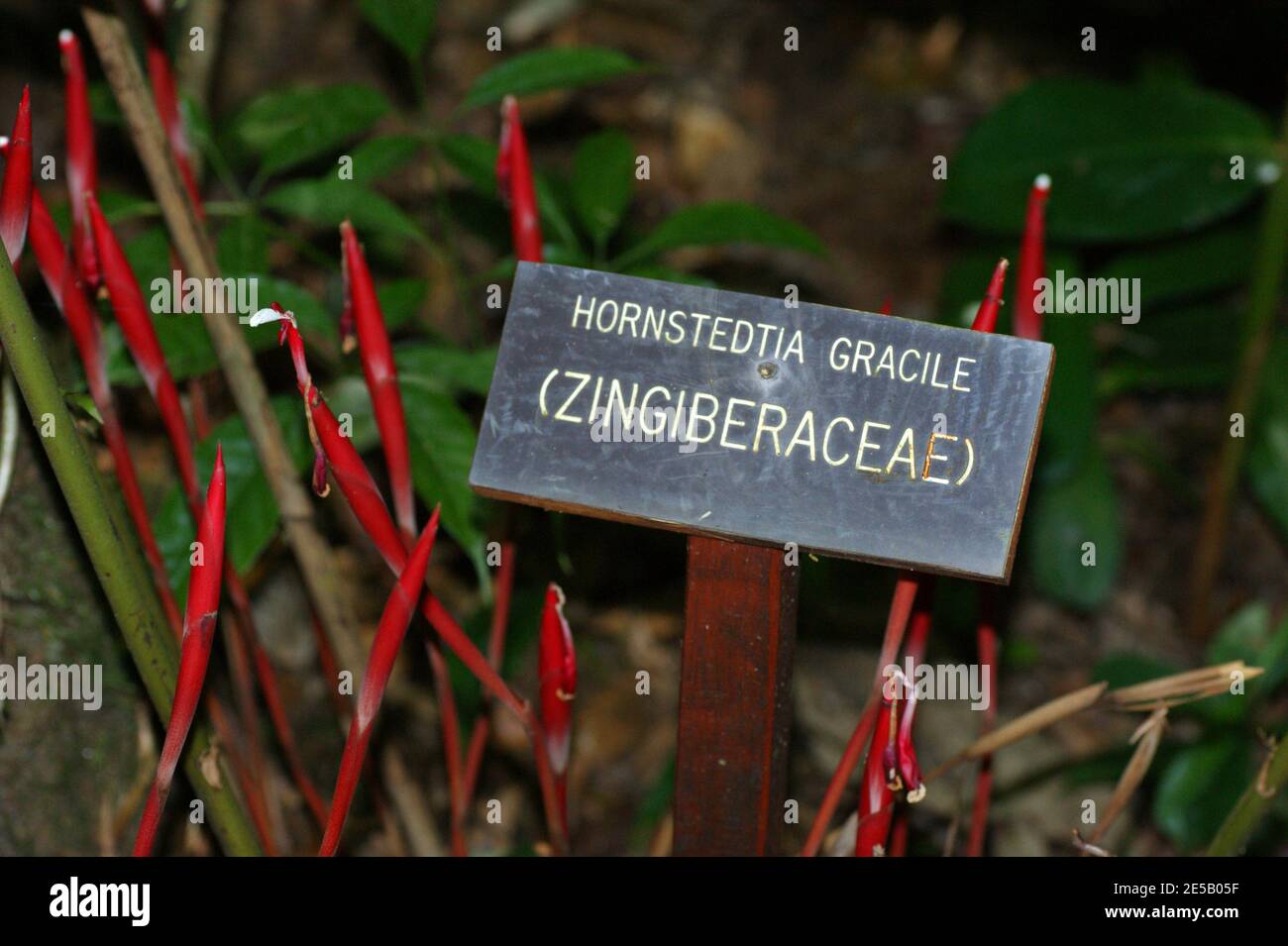 Hornstedtia Gracile, Zingiberaceae  in Mount Kinabalu Botanical Garden. Kinabalu Park, Sabah, Malaysia, Borneo Stock Photo