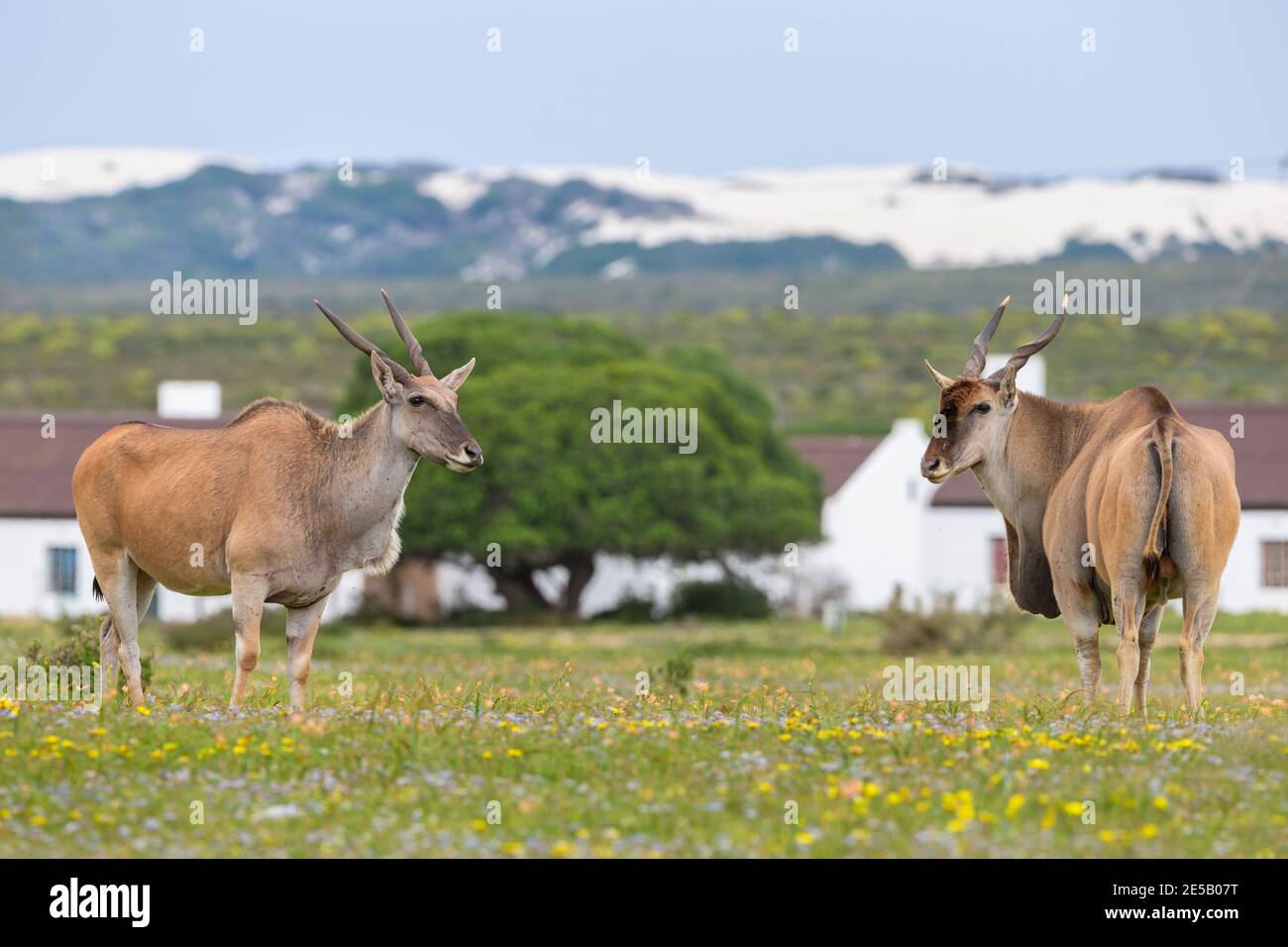 Eland (Taurotragus oryx) at De Hoop nature reserve, Western Cape, South Africa Stock Photo
