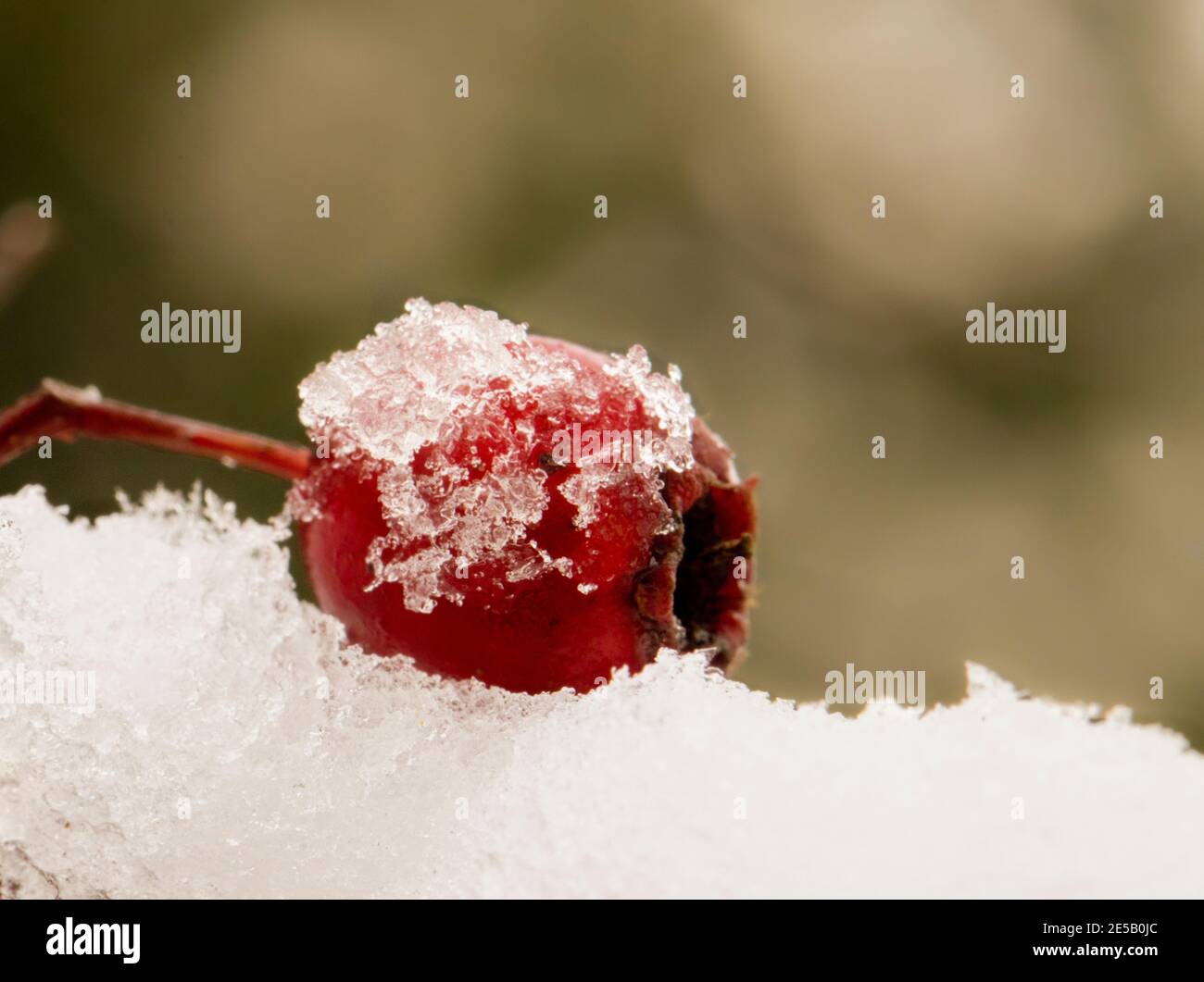 Winter landscapes, snow, ice, twigs, droplets Stock Photo