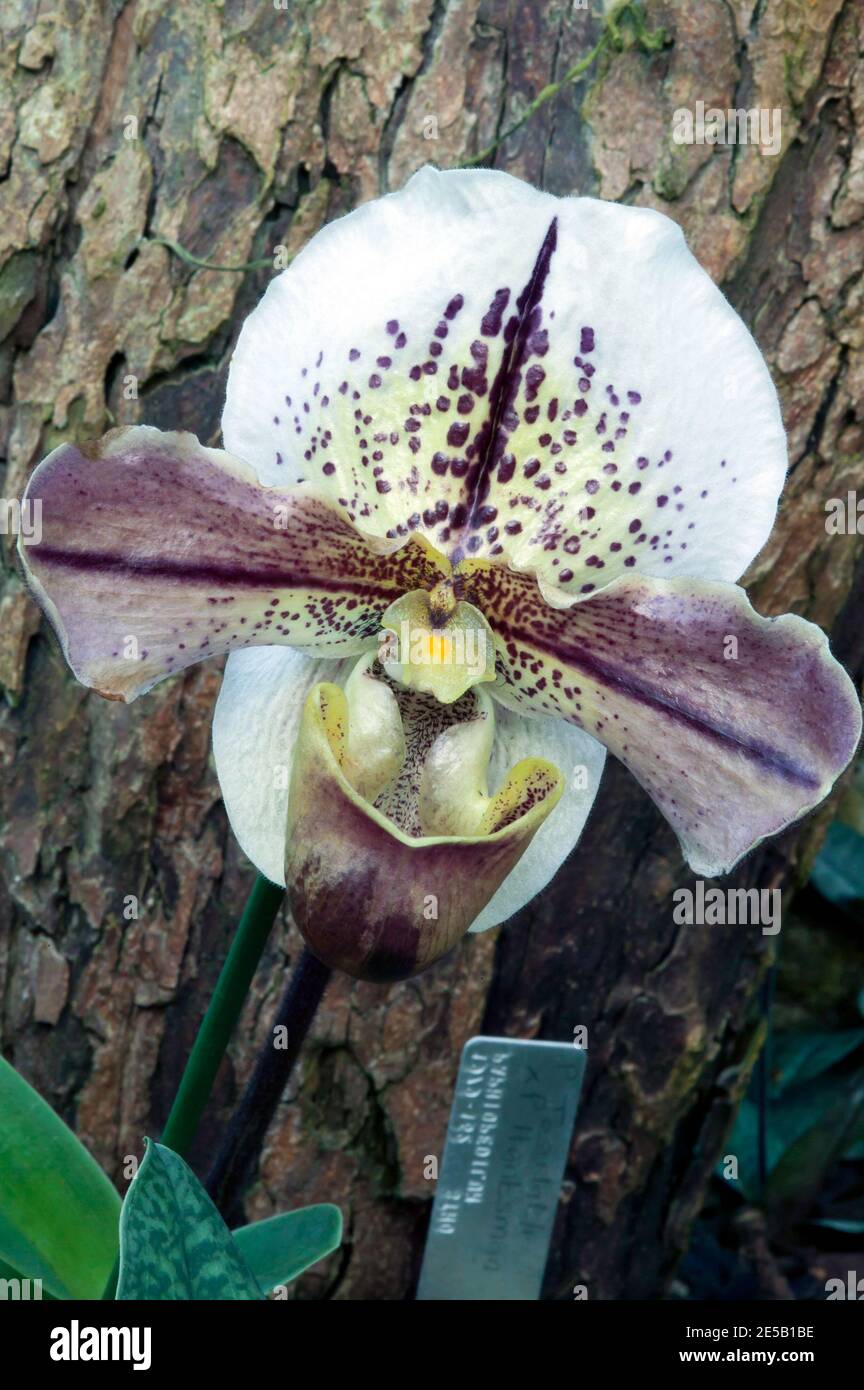 Macro image of Paphiopedilum, Winston Churchill 'Indomitable', Orchidaceous, Royal Botanical Gardens, Kew Stock Photo