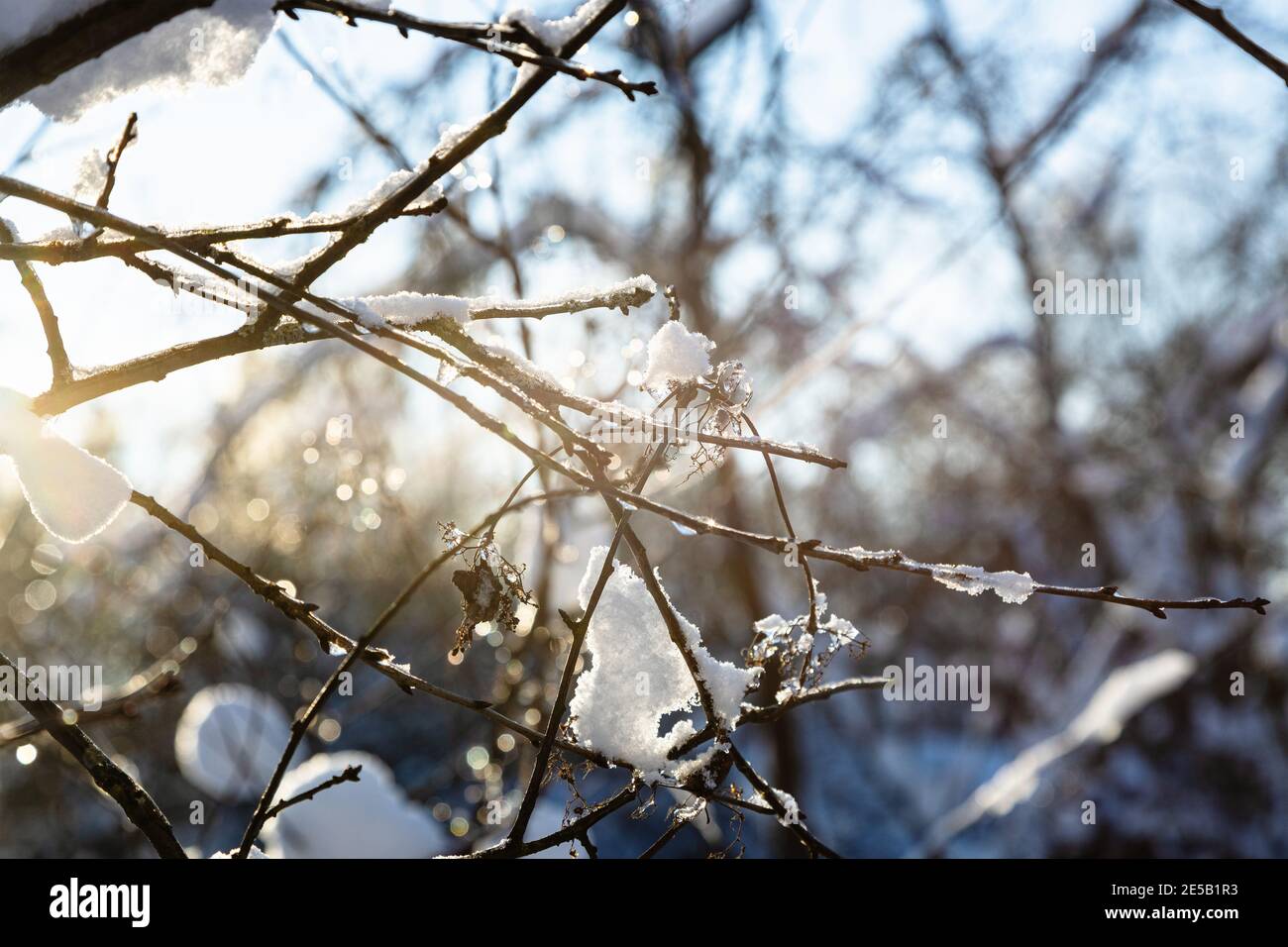 Close up frozen tree sunlight hi-res stock photography and images - Alamy
