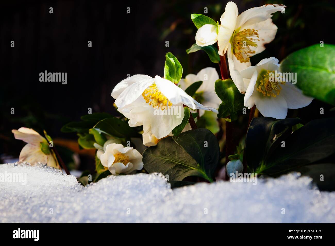 Christmas rose, Helleborus niger in the snow Stock Photo