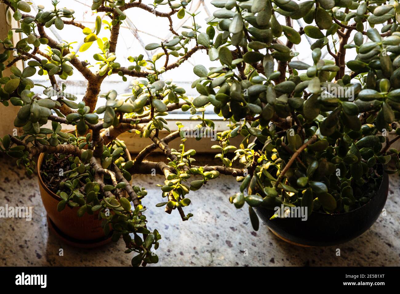 n'joy pothos vs pearls and jade Pearls & Jade Pothos