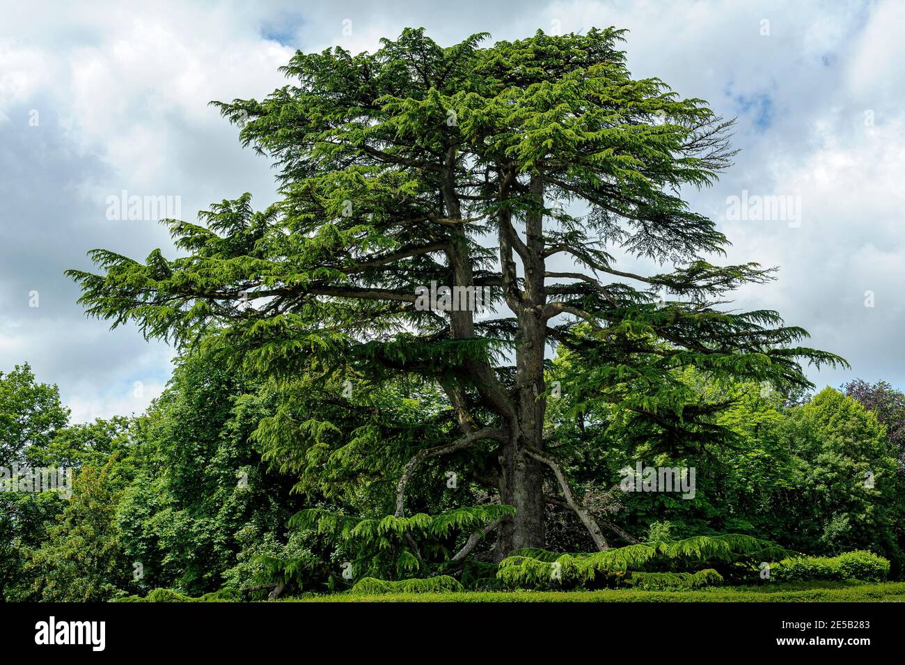 In a park in the southwest of France, a gigantic cedar tree occupies the center of the picture. The lowest branches crawl at ground level. Stock Photo