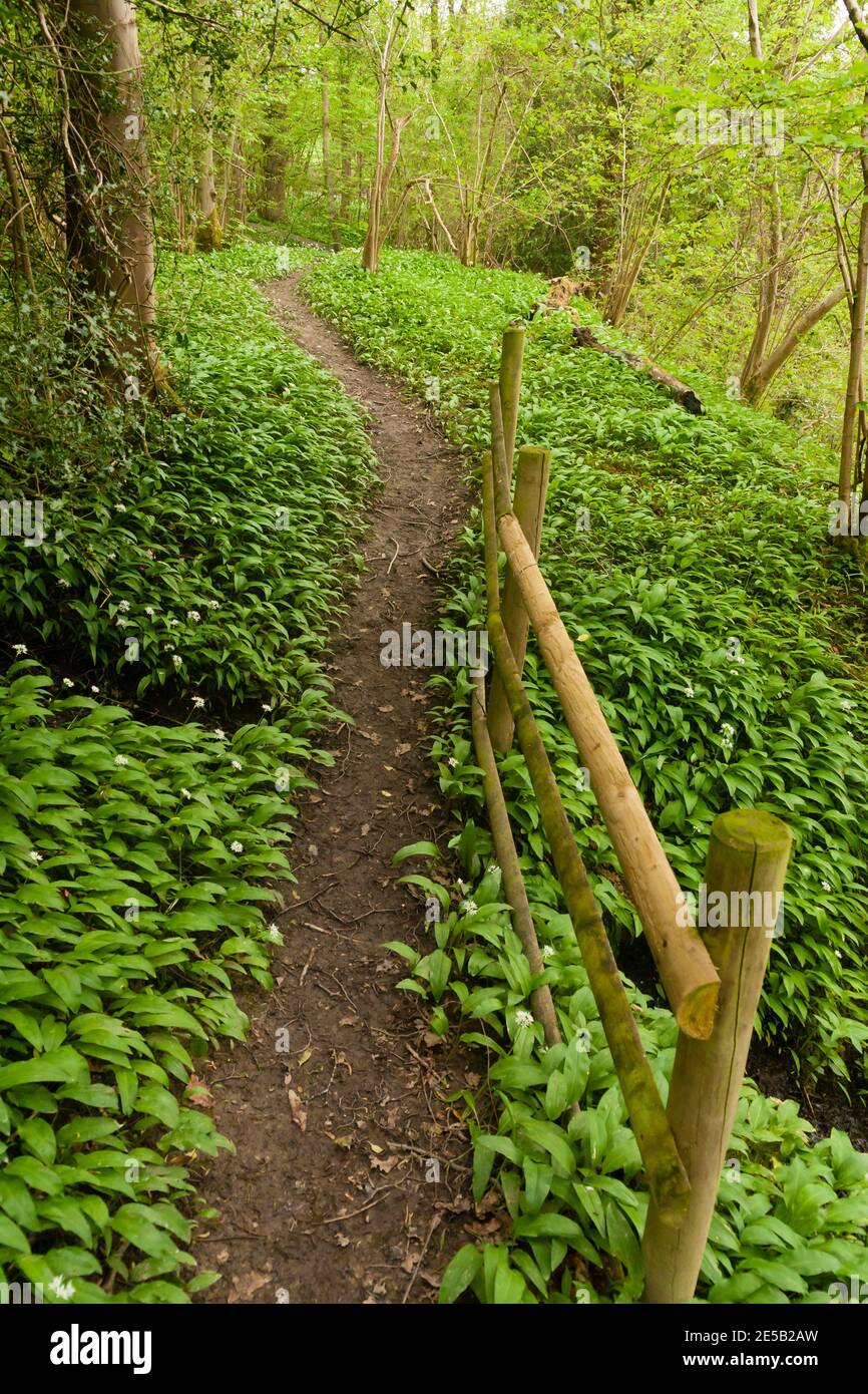 Perennial broad leaved weed hi-res stock photography and images - Alamy