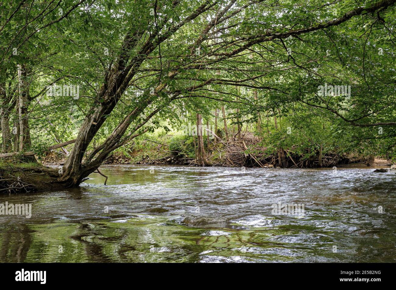 In the curve of a river, the willows are leaning over the water. Green reflections on the clear water. Stock Photo