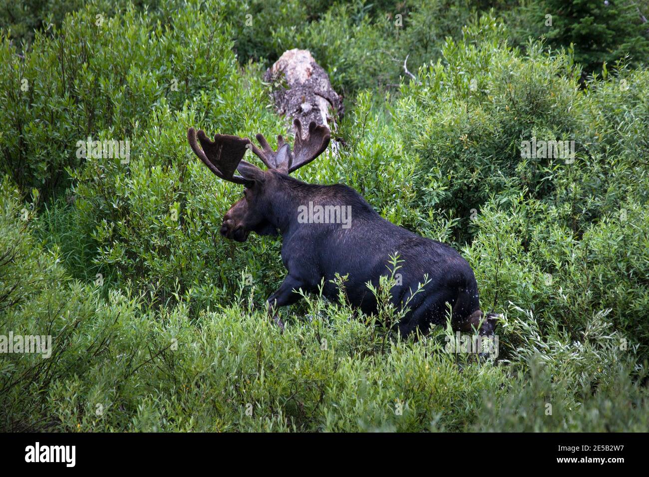 Bull moose playing in Cascade Creek, in Cascade Canyon, Grand Teton