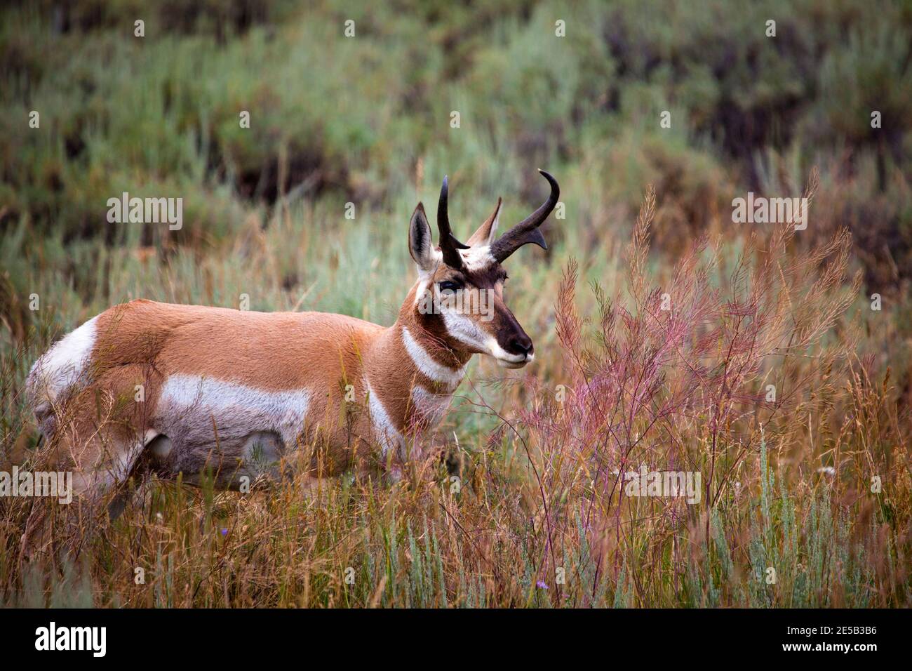 Pronghorn in Yellowstone National Park, Wyoming. Stock Photo