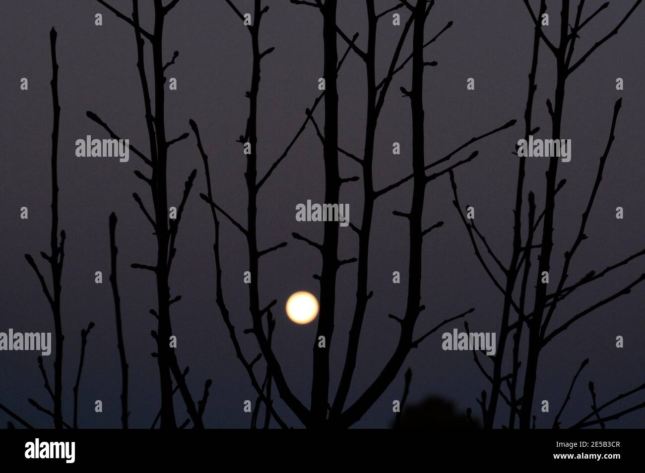 A full moon glows in the the distance between the leafless branches of a fruit tree in winter. Stock Photo