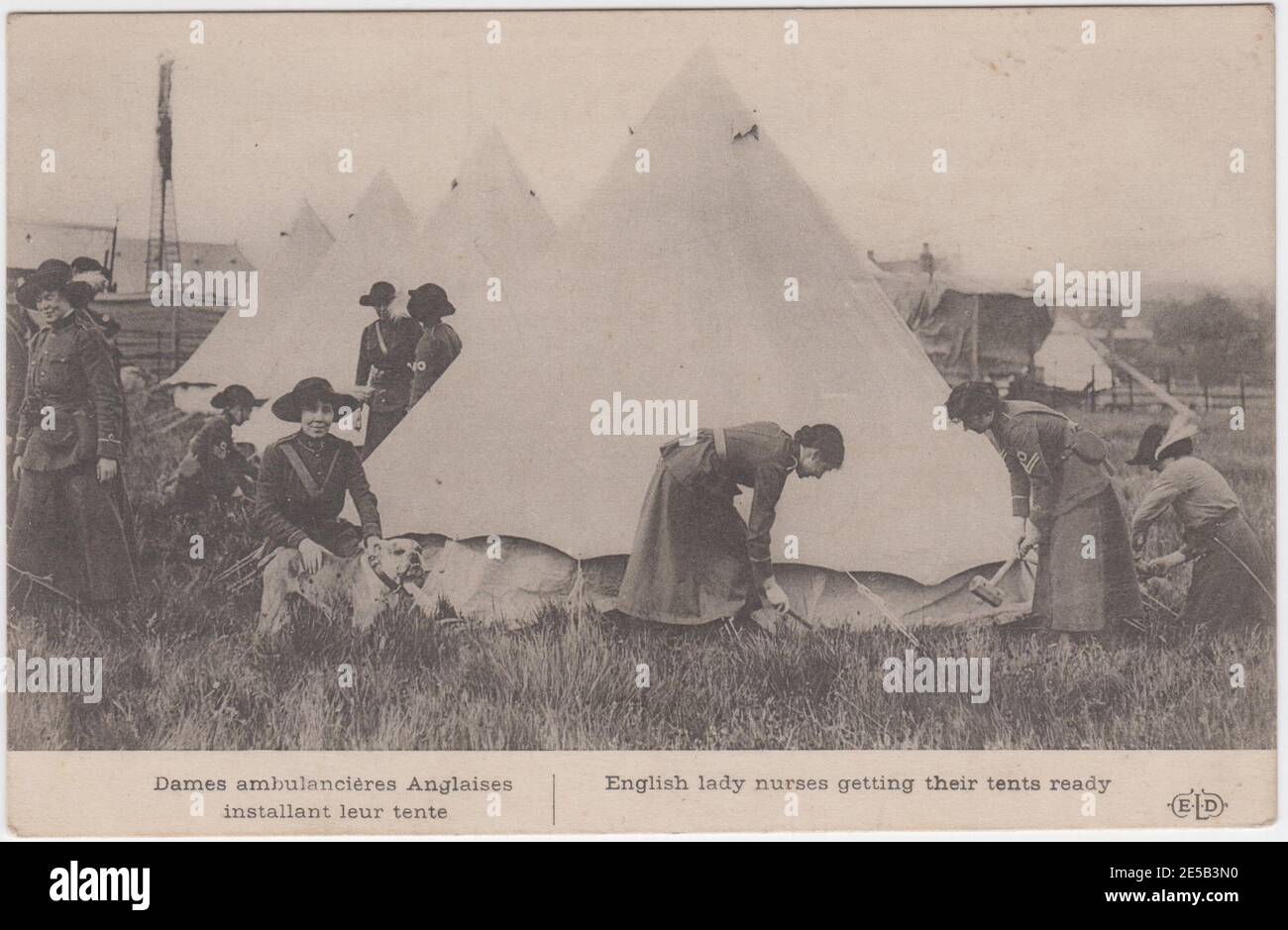 Postcard showing what the caption describes as English lady nurses getting their tents ready. A group of nurses are putting up bell tents in a field. One is wielding a large hammer, another is kneeling with a bull dog. The postcard was published in France during the First World War. Stock Photo