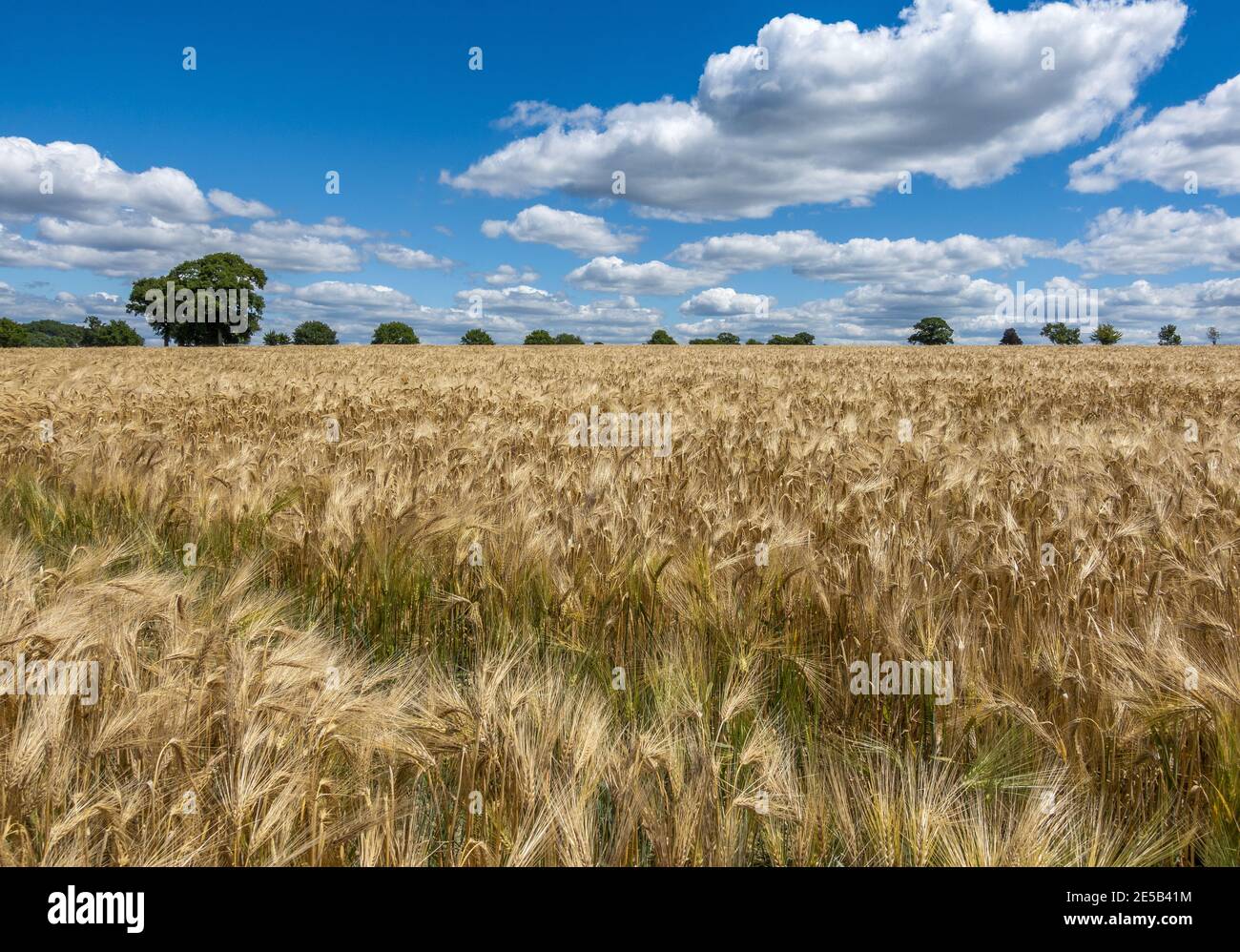 Golden wheat field in the Hampshire countryside on a lovely sunny day Stock Photo