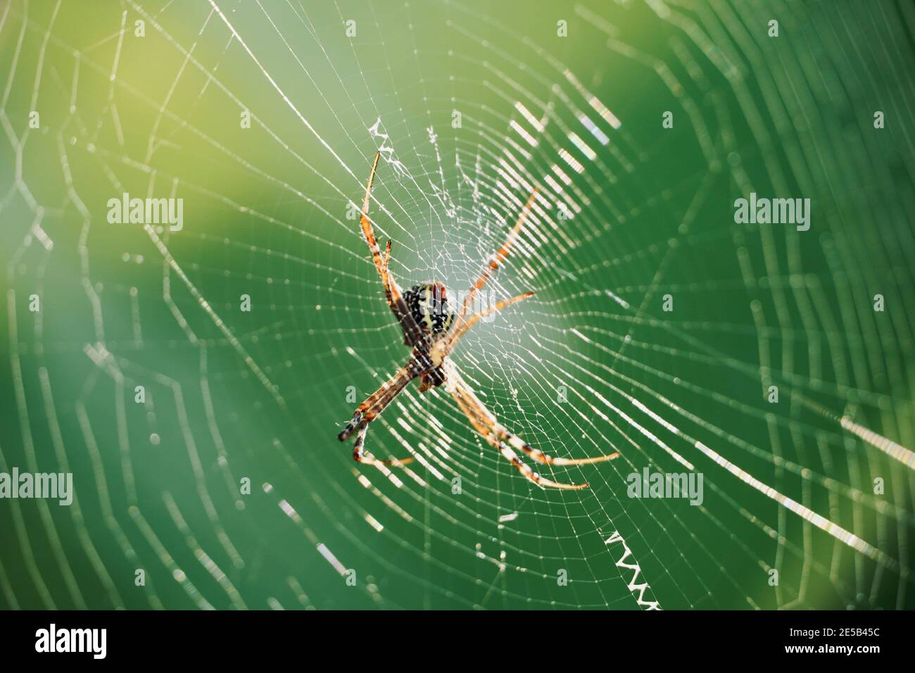 Spider on cobweb with green blurred background, copy space. Macro photography of spider web, Halloween concept, trap for prey hunting. Stock Photo