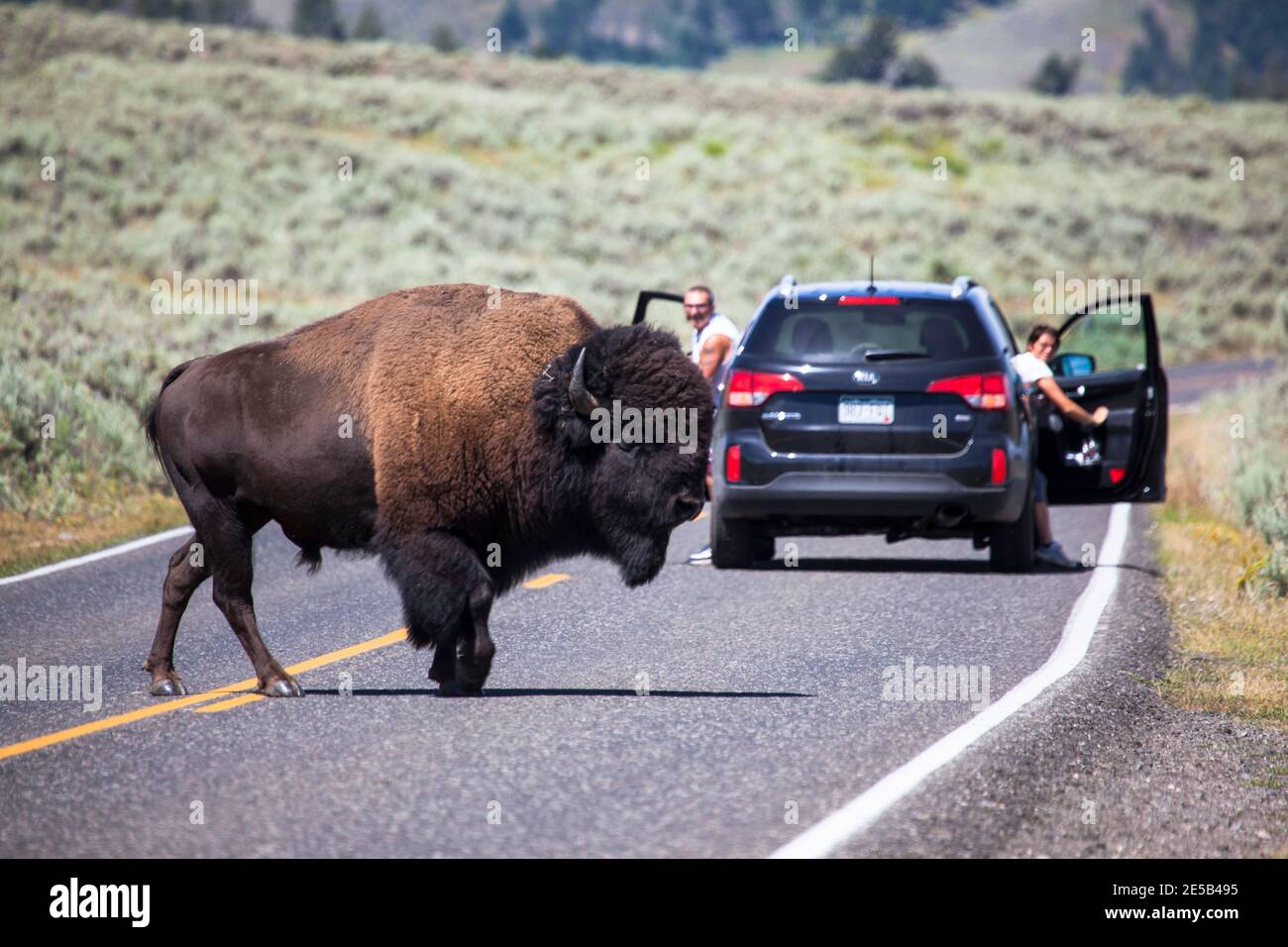 Tourists watch as a bison, or American buffalo, bull crosses 212, North East Entrance Road, the near the Yellowstone River, between Tower Junction and Stock Photo