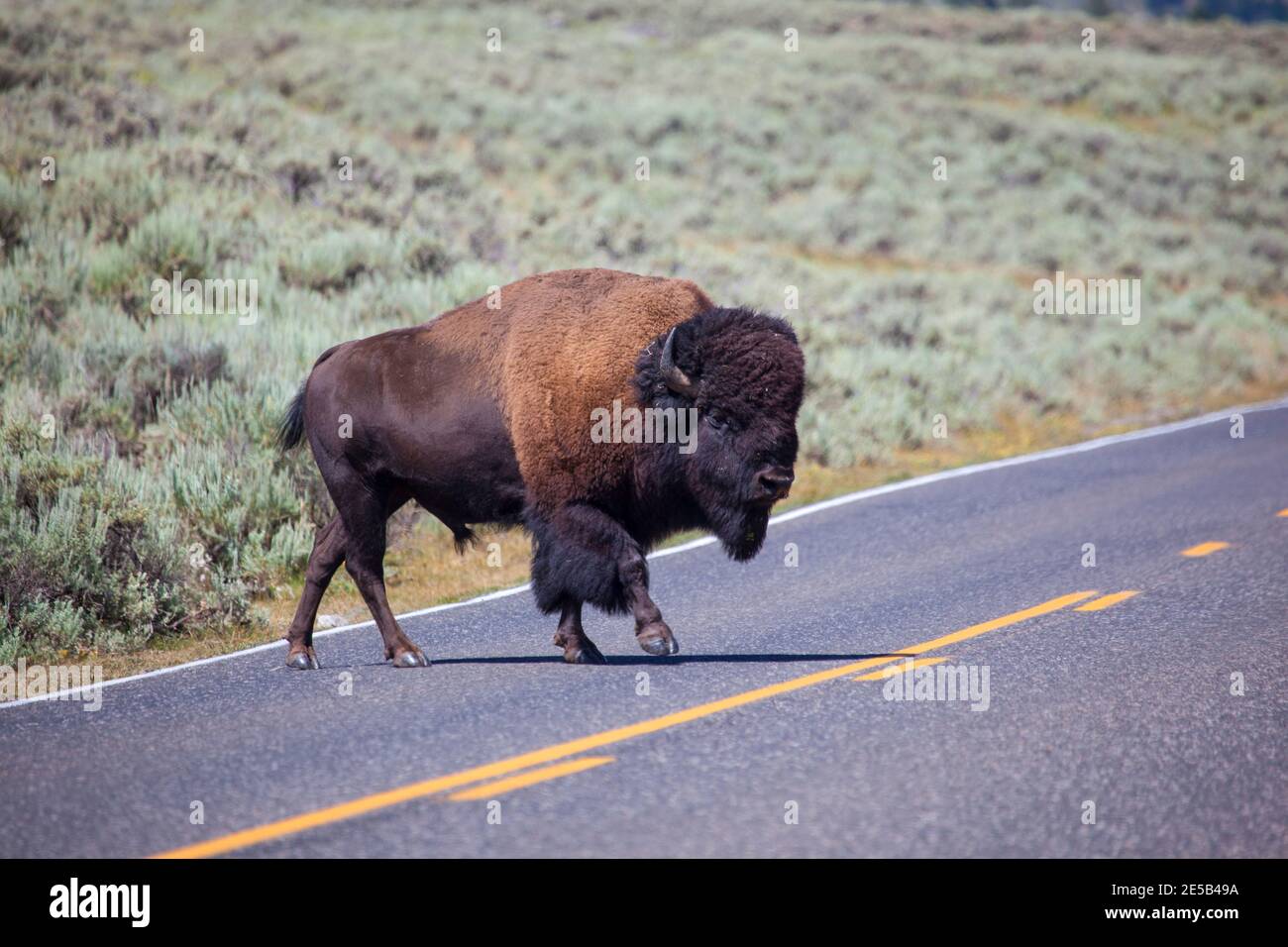 Bison, or American buffalo, crosses 212, North East Entrance Road, the near the Yellowstone River, between Tower Junction and Lamar Valley, Yellowston Stock Photo