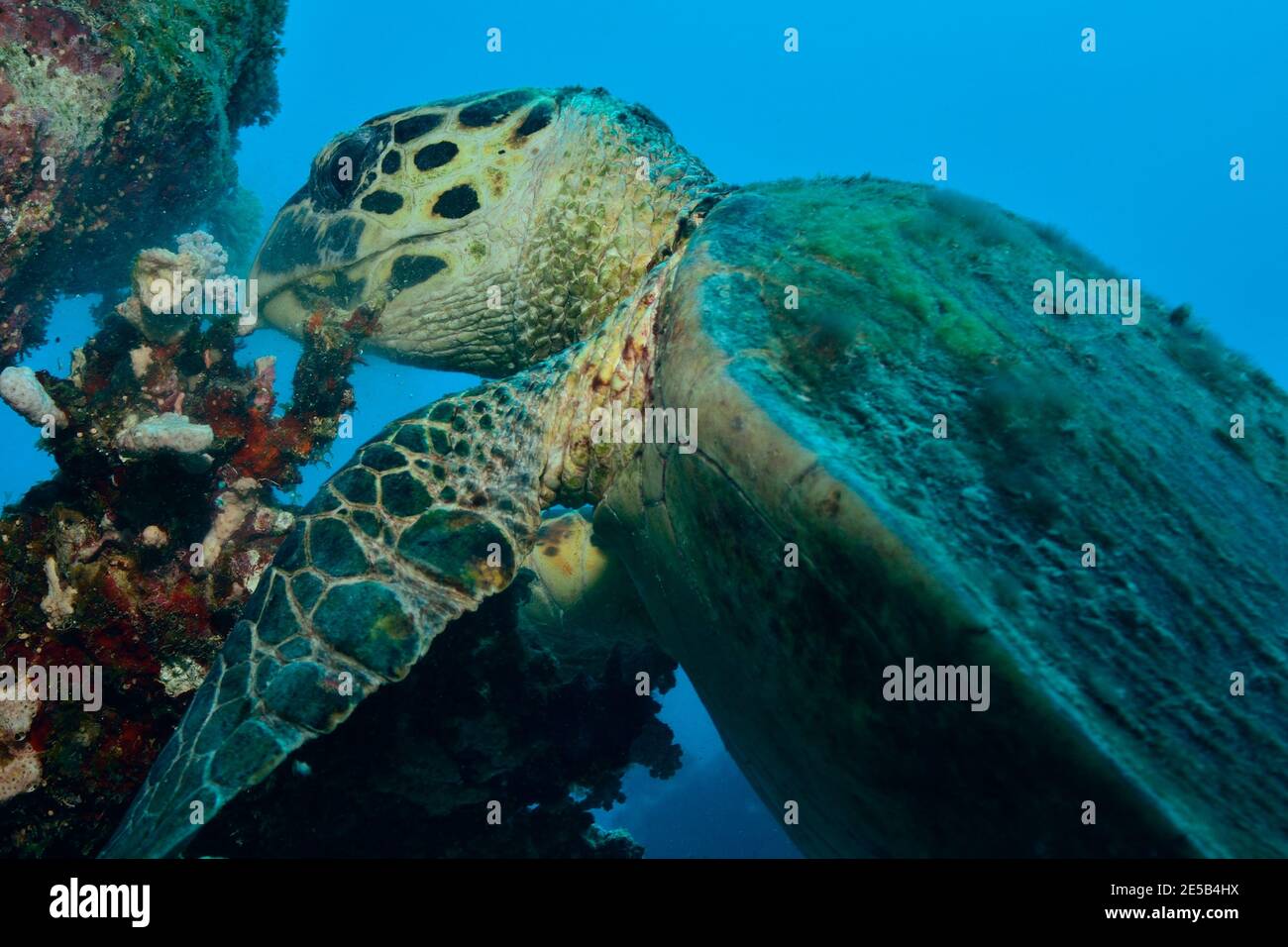 Eretmochelys imbricata, hawksbill sea turtle, Echte Karettschildkröte, feeding, fressend, Coraya Beach, Rotes Meer, Ägypten, Red Sea, Egypt Stock Photo