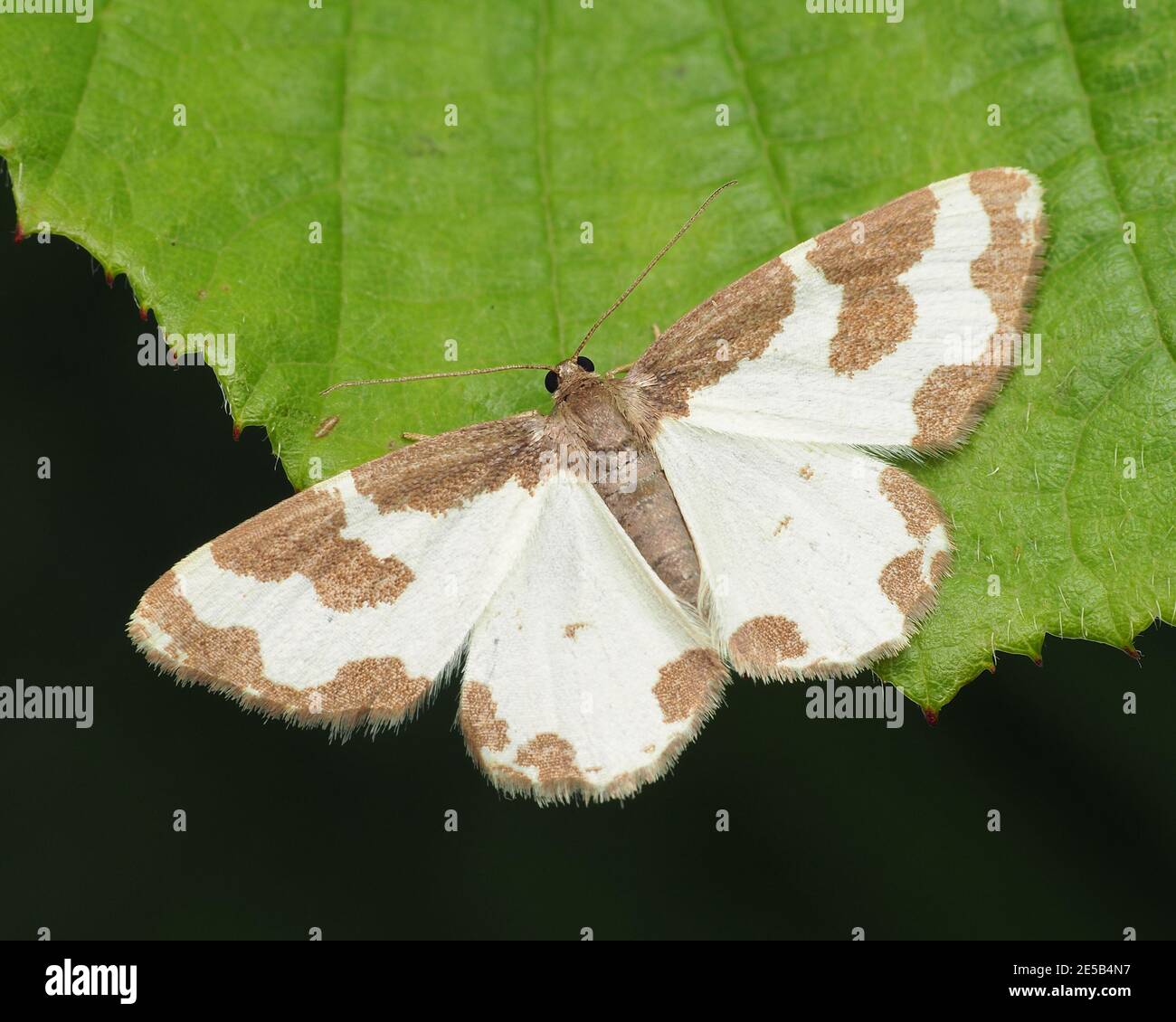 Clouded Border moth (Lomaspilis marginata) perched on leaf. Tipperary, Ireland Stock Photo