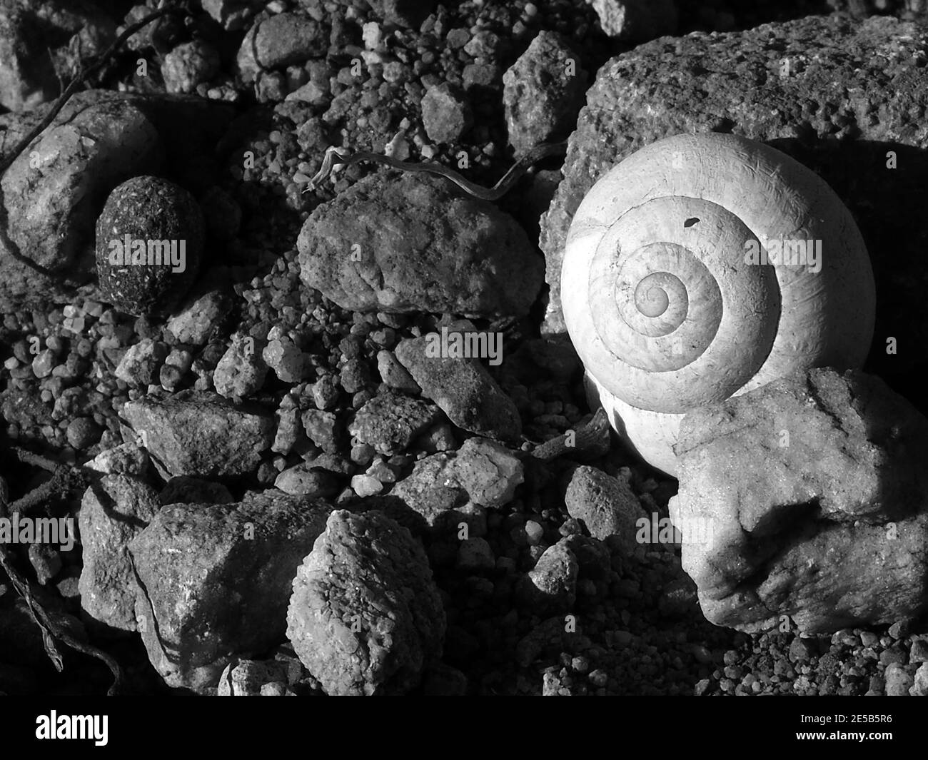 Dazzlingly white snail shell, Cyclades, Greece Stock Photo