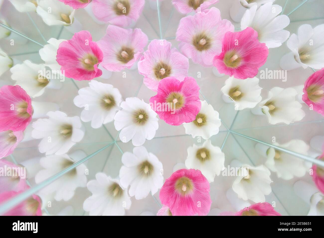 Floral background with althaea malva. Aesthetics light image with white and pink flowers. Gentle sophistication with geometrical mirror effect Stock Photo