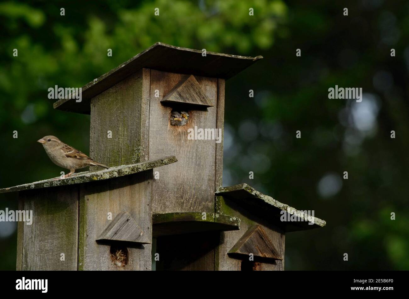Yound birds hires stock photography and images Alamy