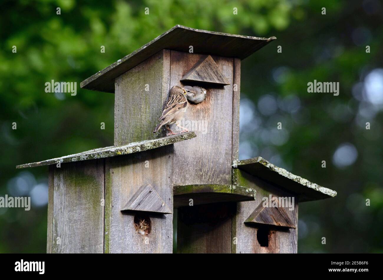 Birdhouse Apartment Stock Photo