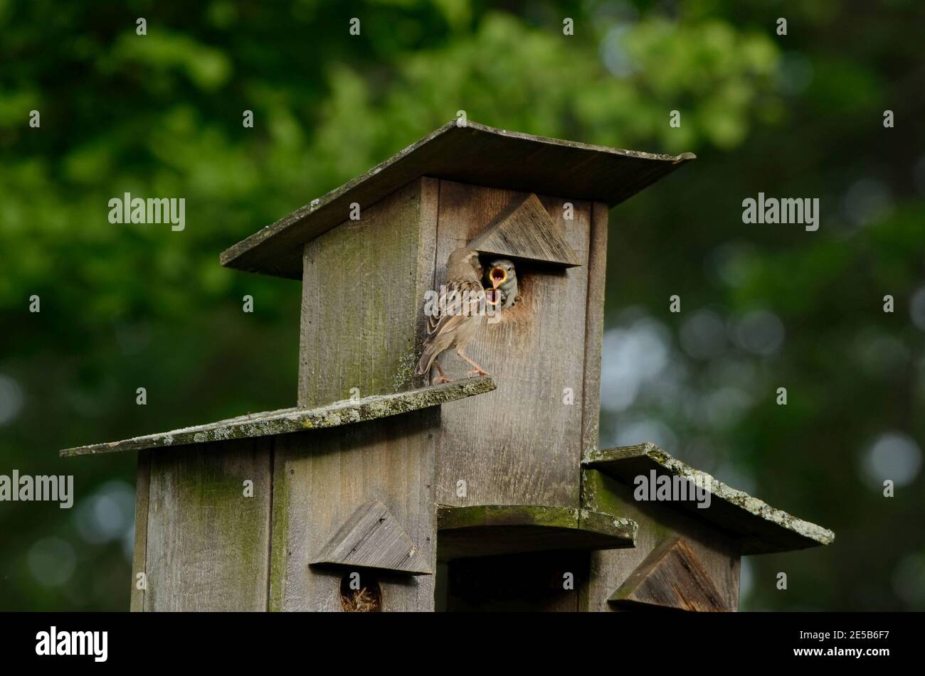 Birdhouse Apartment Stock Photo