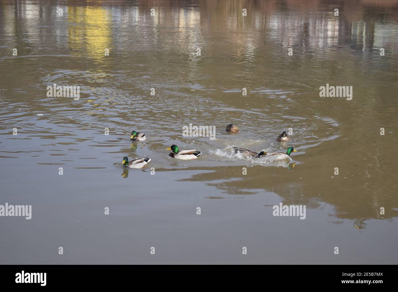 duck in muddy water Stock Photo Alamy