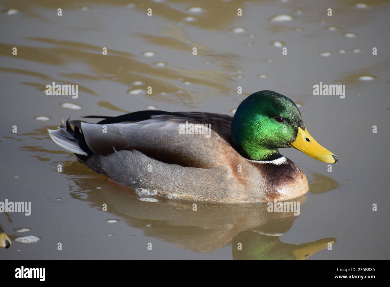 duck in muddy water Stock Photo Alamy