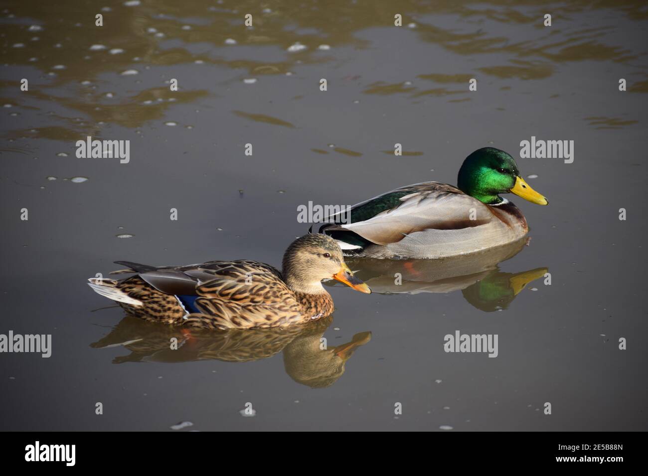 duck in muddy water Stock Photo Alamy