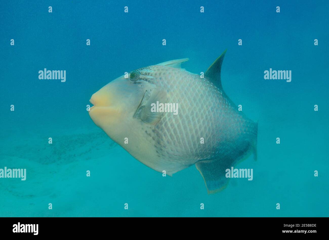 Pseudobalistes flavimarginatus, yellowmargin triggerfish, Gelbsaum-Drückerfisch, Coraya Beach, Rotes Meer, Ägypten, Red Sea, Egypt Stock Photo