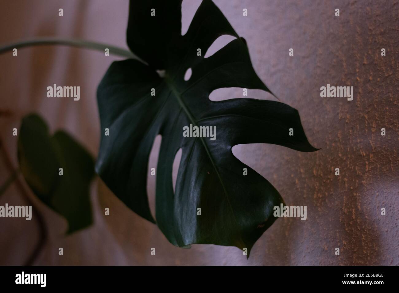 Blatt Grün Zimmerpflanze plant groß Stock Photo