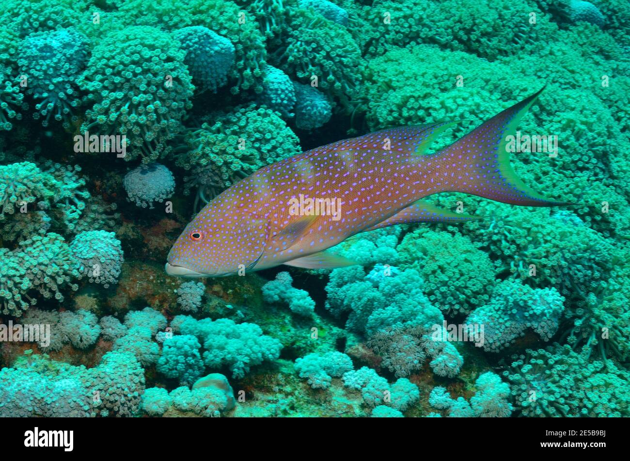 Variola louti, yellow-edged lyretail, Mondflossen-Zackenbarschm, Mondsichel-Juwelenbarsch, Coraya Beach, Rotes Meer, Ägypten, Red Sea, Egypt Stock Photo