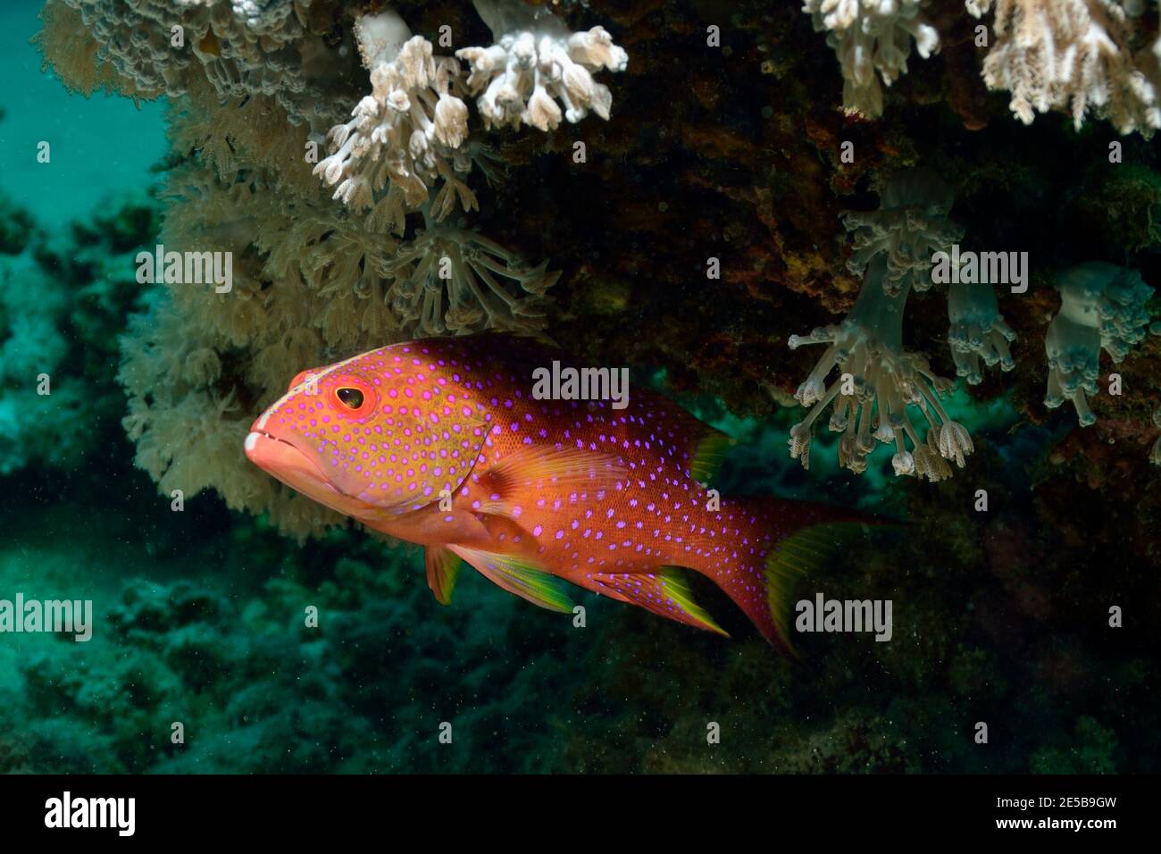 Variola louti, yellow-edged lyretail, Mondflossen-Zackenbarschm, Mondsichel-Juwelenbarsch, Coraya Beach, Rotes Meer, Ägypten, Red Sea, Egypt Stock Photo