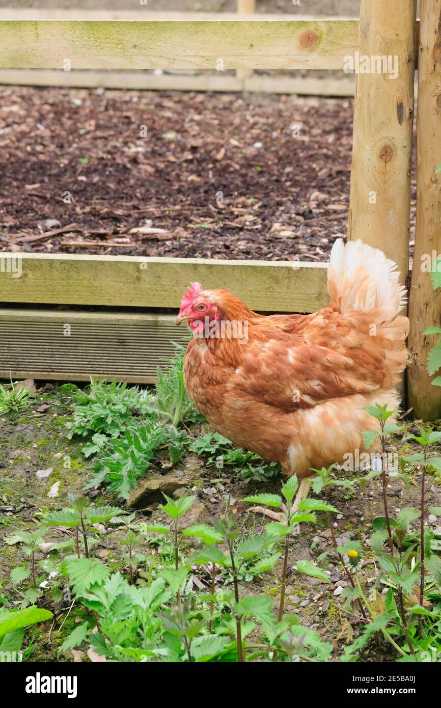 Organic free range chicken being allowed to live a more natural life in a woodland area Stock Photo