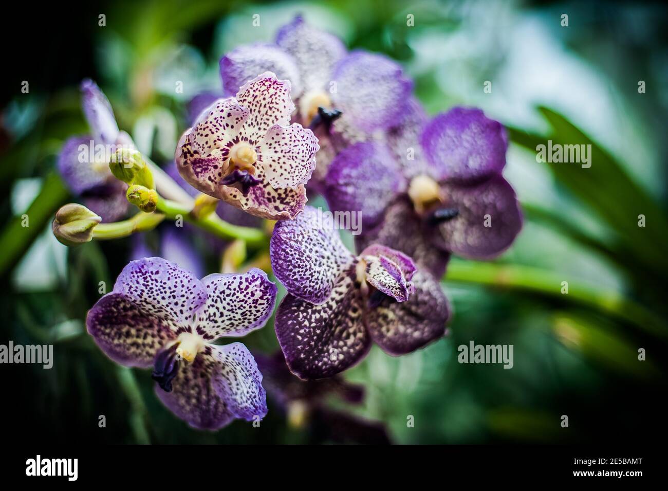Purple iris flower Stock Photo