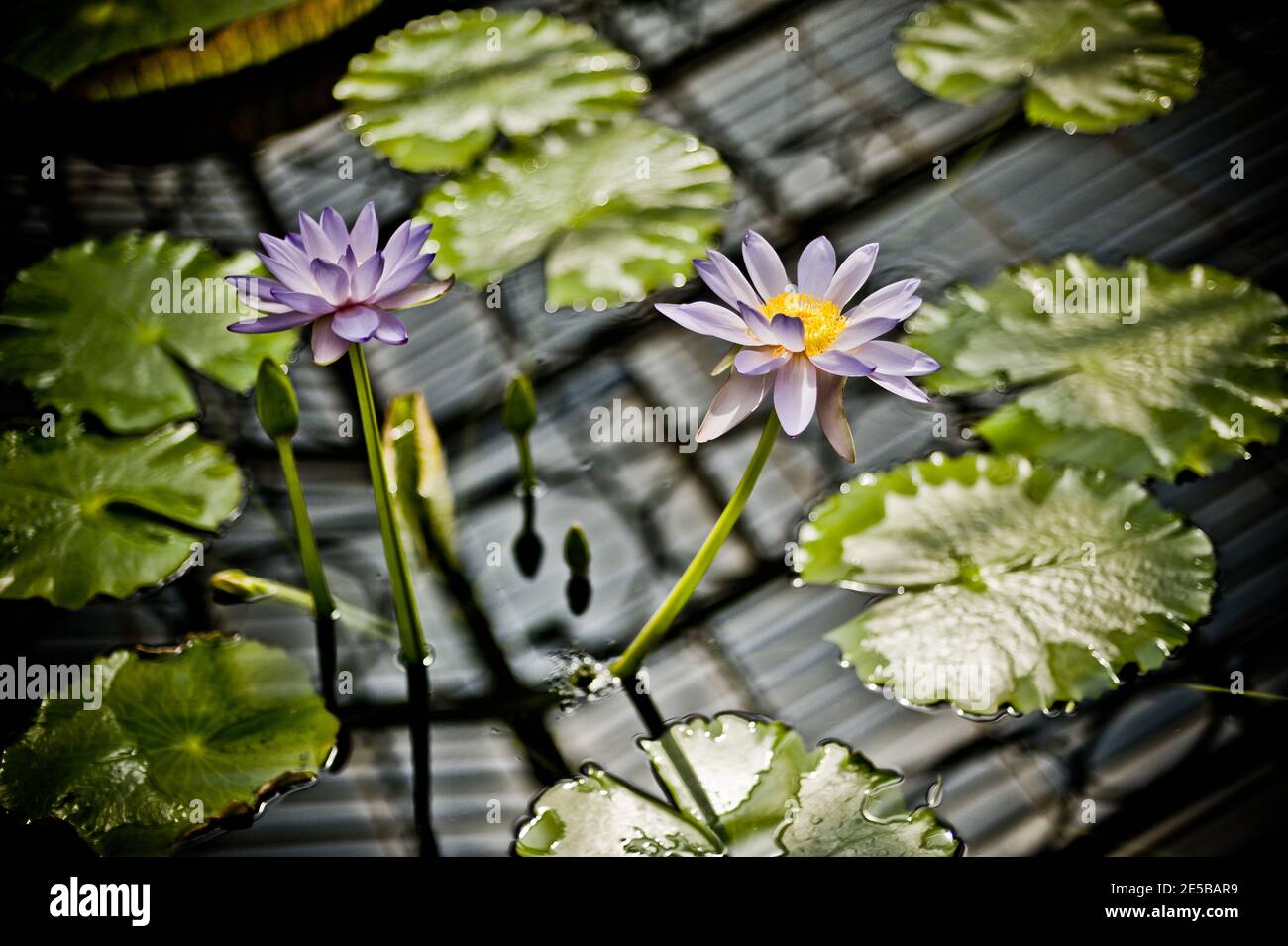 An elegant water lily (Nymphaeaceae) in purple with a yellow centre Stock Photo