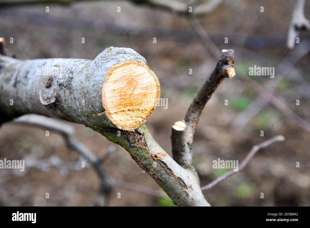 pruned apple branches after winter pruning in january Stock Photo