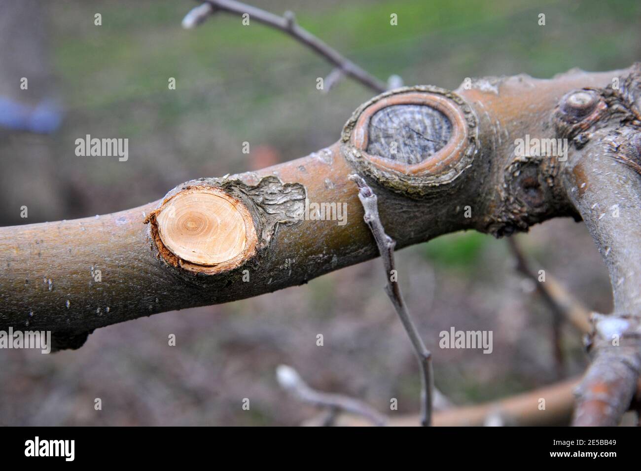 pruned apple branches after winter pruning in january Stock Photo
