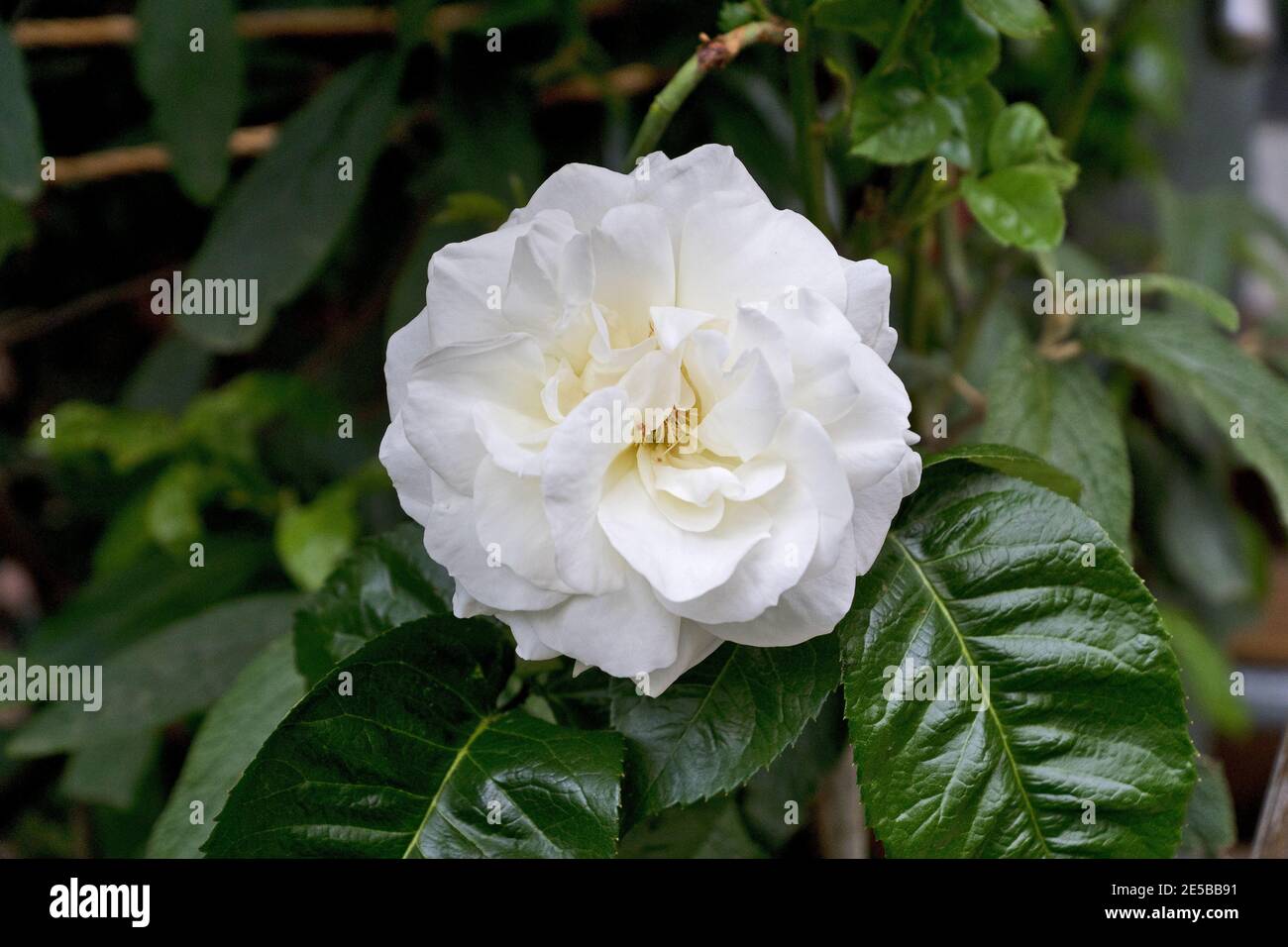 Florist Germany High Resolution Stock Photography and Images Alamy